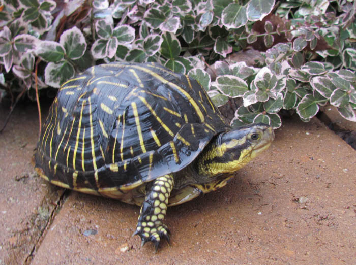 Florida Box Turtle